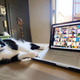 Image for article titled 4 Add-Ons for Your Video Calls That Are Actually Useful